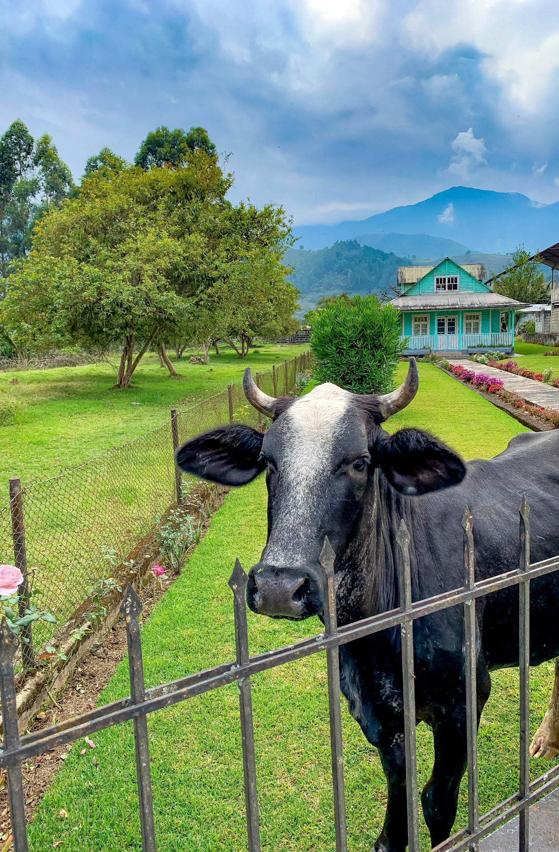 Vaca junto a una cerca en un prado verde de Oxapampa, con una casa y montañas al fondo.