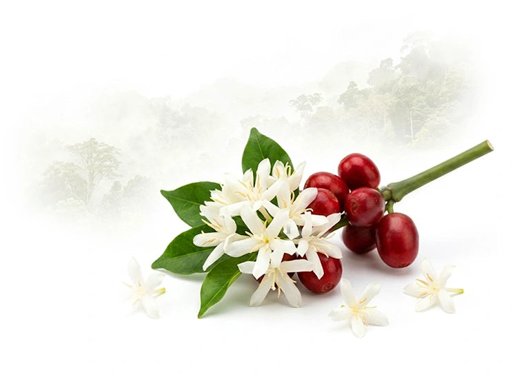 Rama de cafeto con flores blancas y cerezas maduras