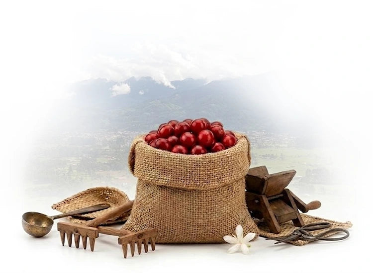 Costal de cerezas de café maduras recién cosechadas en Oxapampa